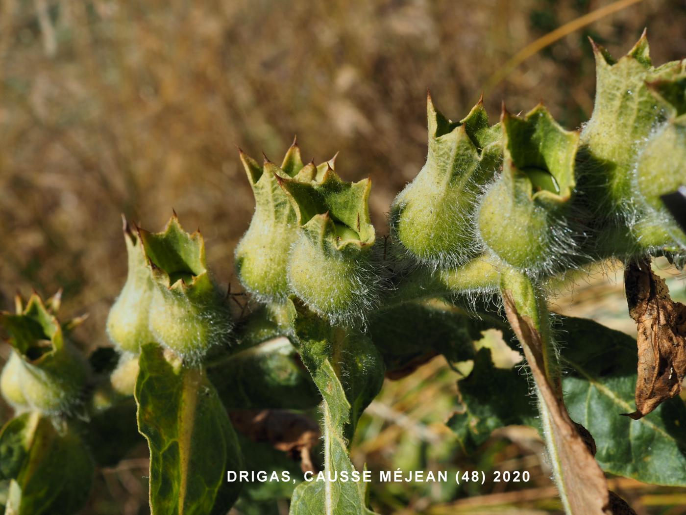 Henbane fruit